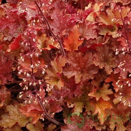 картинка Гейхера Джинджер Пич 