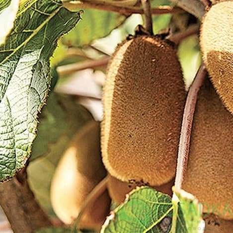 картинка Киви Монти (высокое содержание витаминов) 