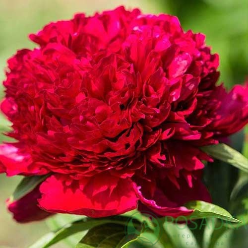 картинка Пион древовидный Paeonia suffr. red 