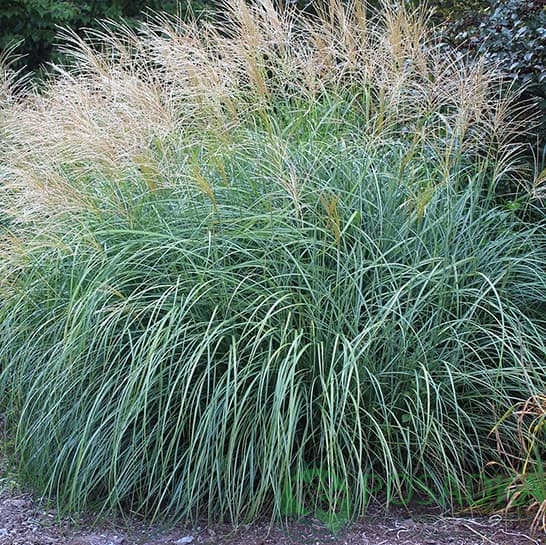 картинка Мискантус китайский Gracilis 