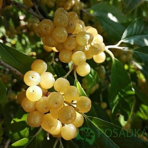 картинка Гуми желтый (pointilla fortunella) 