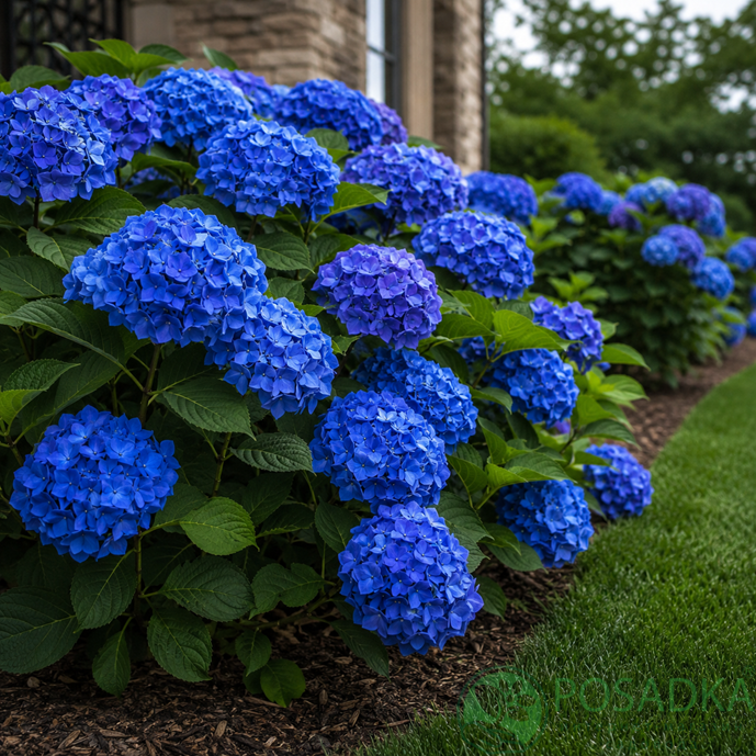 картинка Гортензия крупнолистная Early Blue (Эрли Блю) 