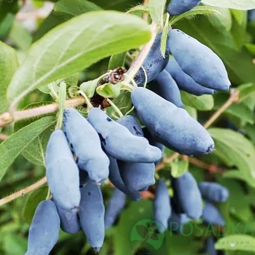 картинка Жимолость съедобная Дуэт 