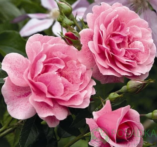 картинка Роза плетистая Камелот 