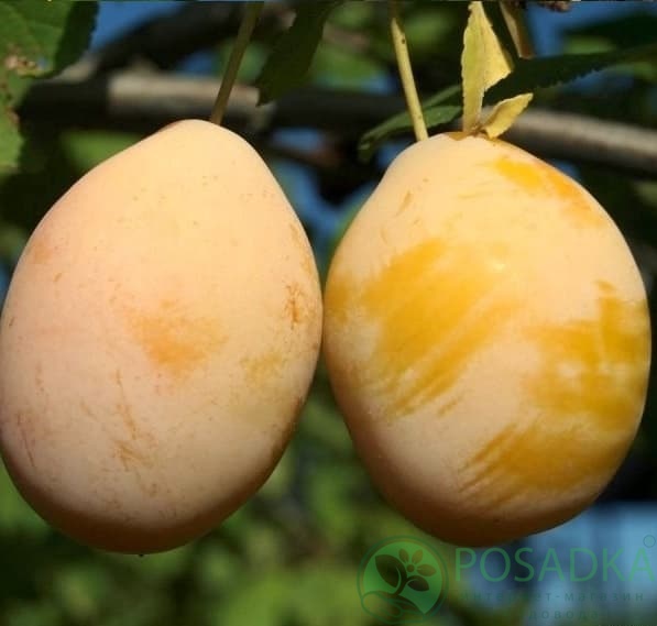 картинка Слива Джефферсон 