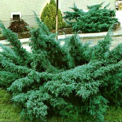 картинка Можжевельник средний Пфитцериана Глаука С2 