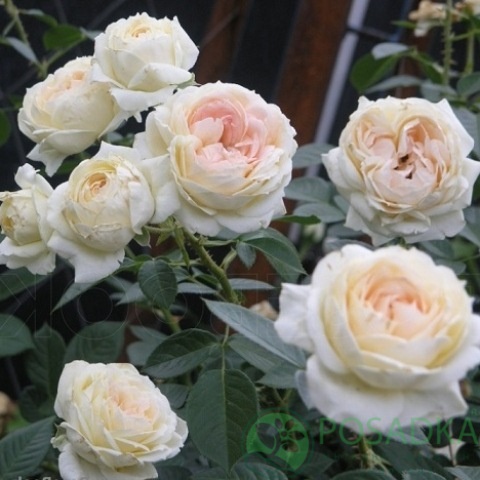 картинка Роза плетистая Мон Жарден э Ма Мезон 