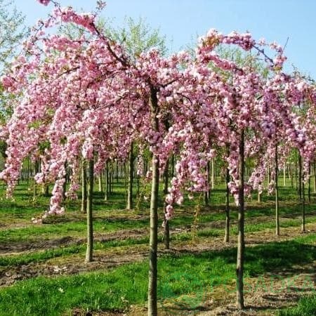 картинка Сакура плакучая Кику шидаре 