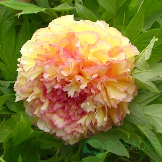 картинка Пион древовидный Kinkaku Jin Ge 