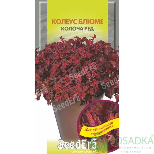 картинка Семена Колеус Блюме Колоча ред 10 шт Seedera 
