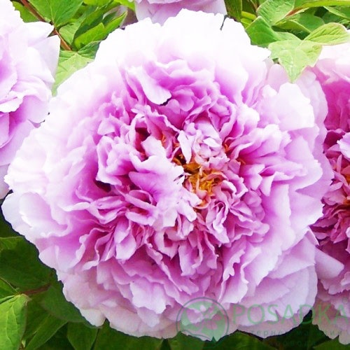 картинка Пион древовидный Charming Sights after Rain Yu Hou Feng Guang 