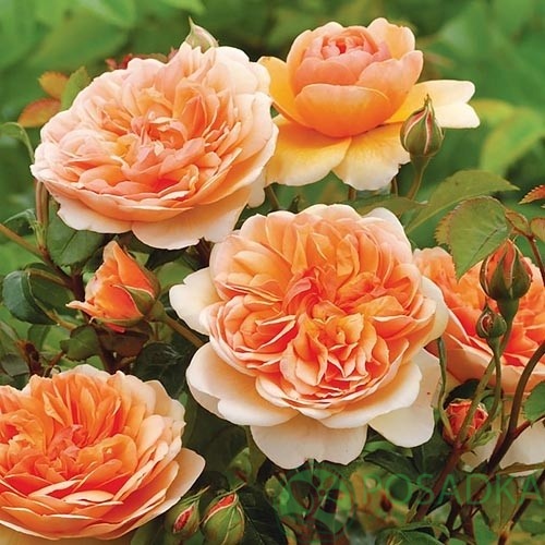 картинка Роза английская Порт Санлайт (Port Sunlight) С2 