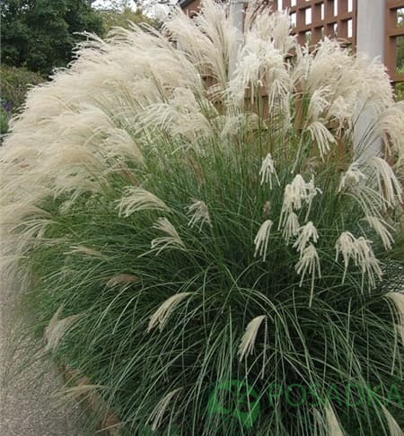 картинка Мискантус сахароцветный 