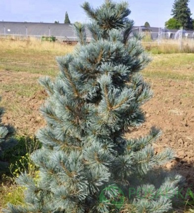 картинка Сосна мягкая Цесарини Блю 