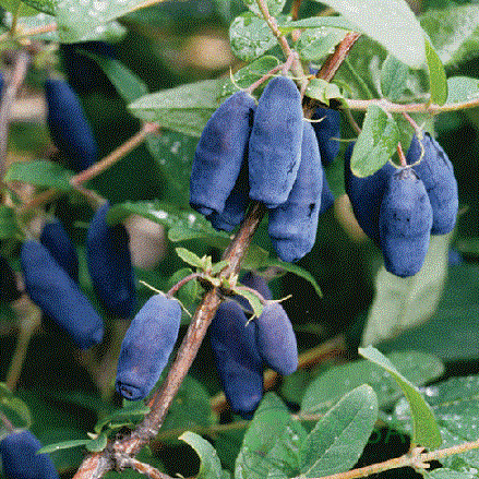 картинка Жимолость съедобная Слобожанка 