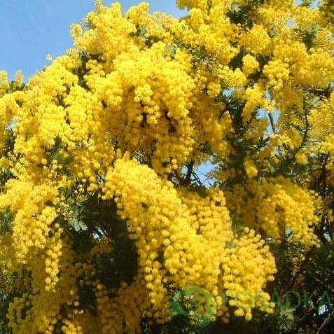 картинка Мимоза (акация серебристая) 