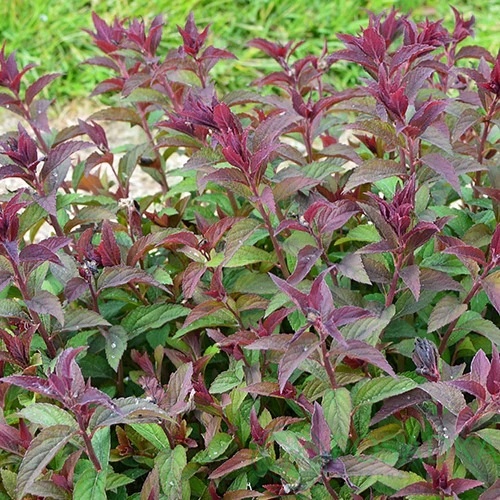 картинка Спирея японская 'Мерло Грин' 