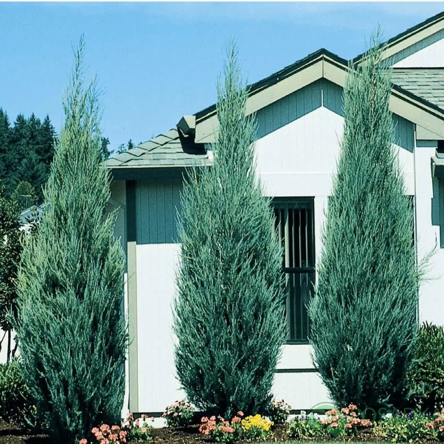 картинка Можжевельник скальный Skyrocket 