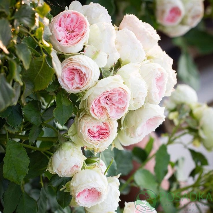 картинка Роза флорибунда Помпон Фловер Циркус  картинка Роза флорибунда Помпон Фловер Циркус