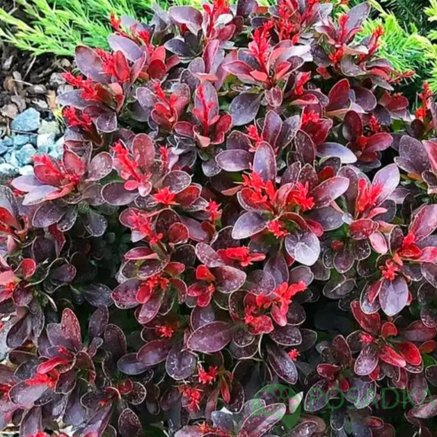 картинка Барбарис тумберга Atropurpurea Nana 