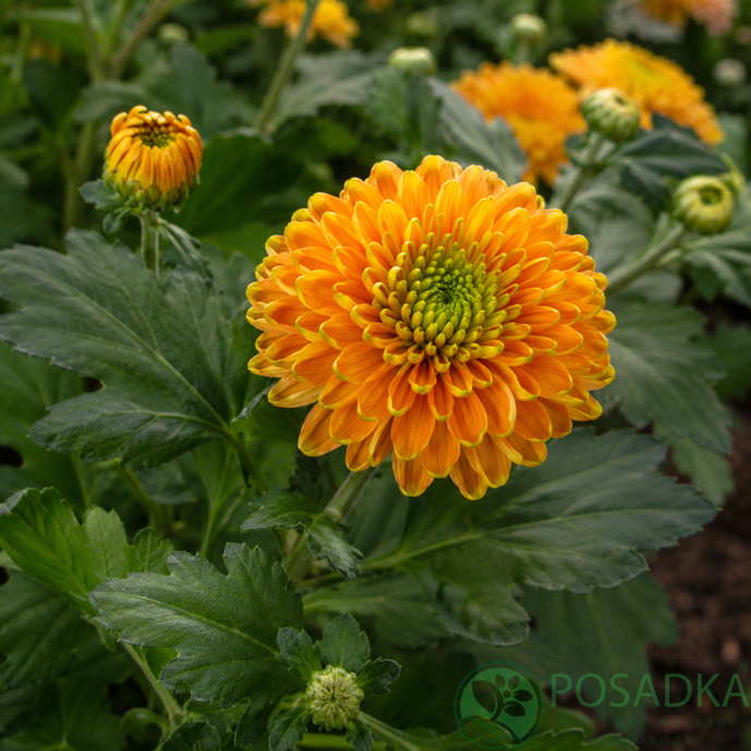 картинка Хризантема крупноцветковая Rossano Orange 
