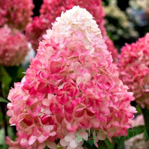 картинка Гортензия метельчатая Пинк энд Роуз (Pink Rose Living) 