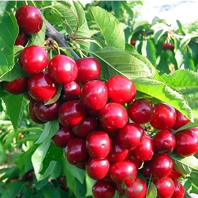 картинка Черешня колоновидная Тютчевка 