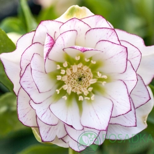 картинка Морозник Double white purple edge  картинка Морозник Double white purple edge