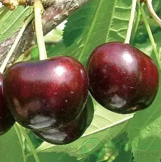 картинка Черешня Санберст 