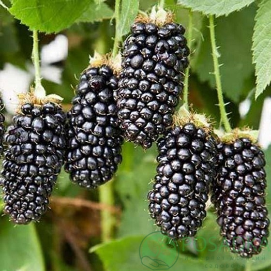 картинка Ежевика Блэк Бьюти (Black Butte) 