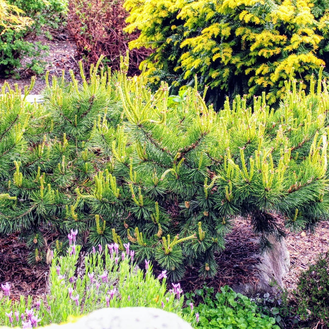 картинка Сосна обыкновенная Хилсайд Крипер С2 