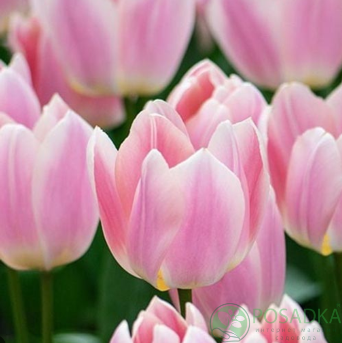 картинка Тюльпан Apricot Delight  картинка Тюльпан Apricot Delight