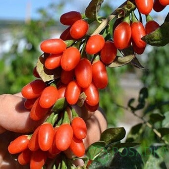 картинка Годжи Корнан биг  картинка Годжи Корнан биг