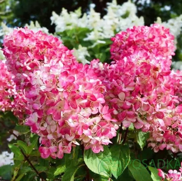 картинка Гортензия метельчатая Raspberry Pink 