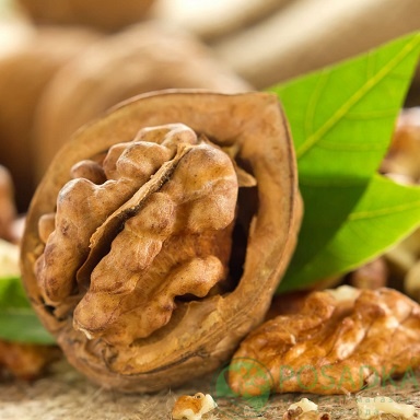 картинка Грецкий орех Додо (2 летний) 