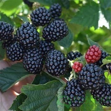 картинка Ежевика Полар 