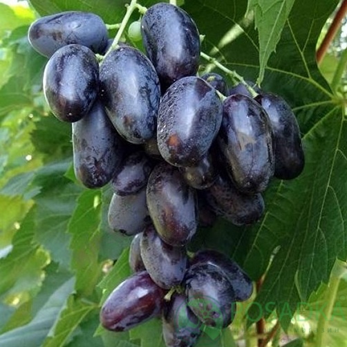 картинка Виноград Рембо 