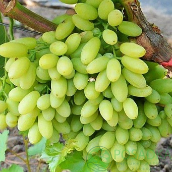 Виноград кишміш Століття - купити за доступною ціною в інтернет-магазині Posadka