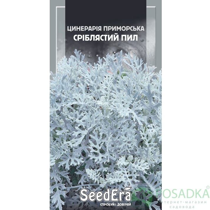 картинка Семена Цинерария приморская Серебристая пыль 0,1 г, Seedera  картинка Семена Цинерария приморская Серебристая пыль 0,1 г, Seedera