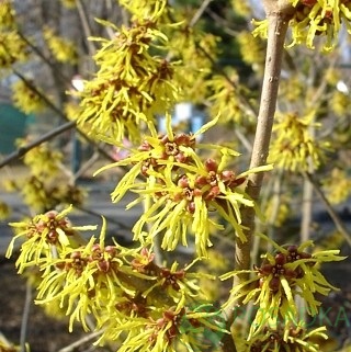картинка Гамамелис (Hamamelis × intermedia) ‘Westerstede’ 