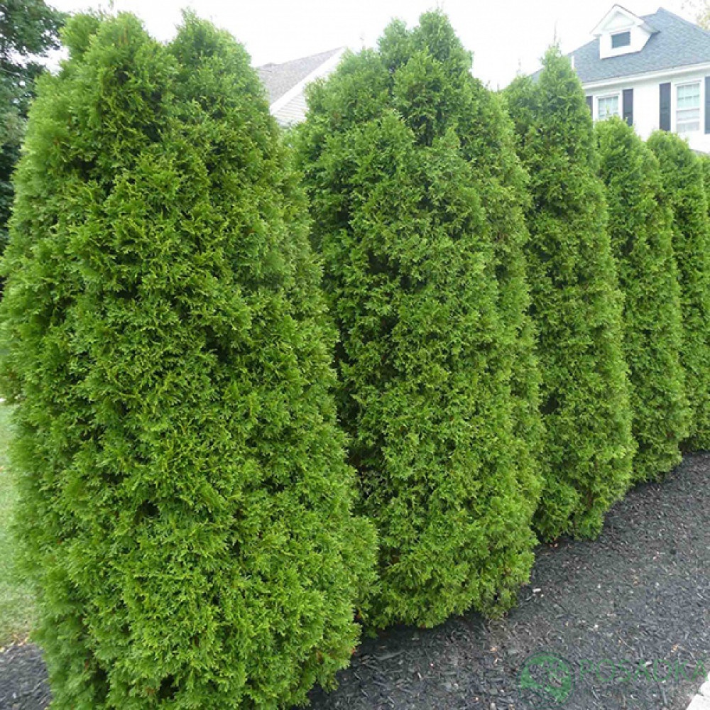 картинка Туя западная Элегантиссима 