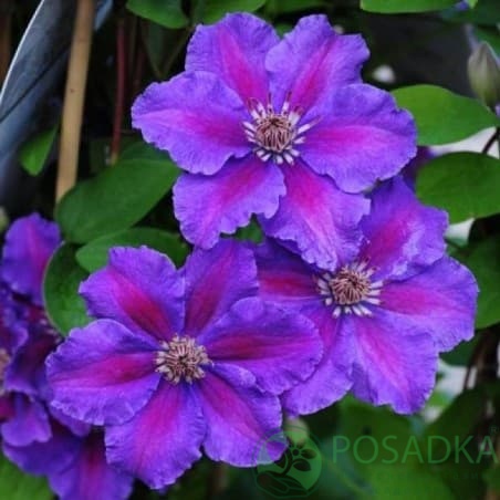 картинка Клематис Ashva 