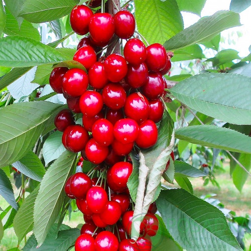 картинка Вишня колоновидная Королева 