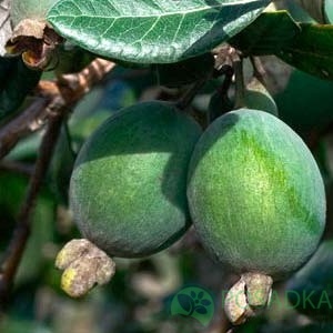 картинка Фейхоа Первенец 