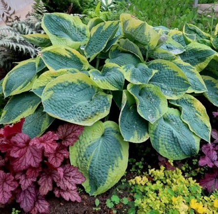 картинка Хоста Tokudama Flavocircinalis 