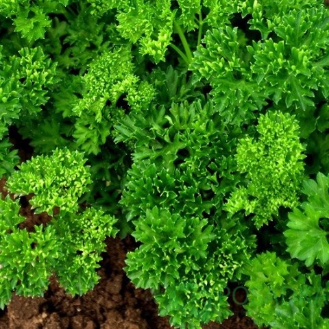 картинка Семена Петрушка Парамоунт кудрявая 2г , Seedera 