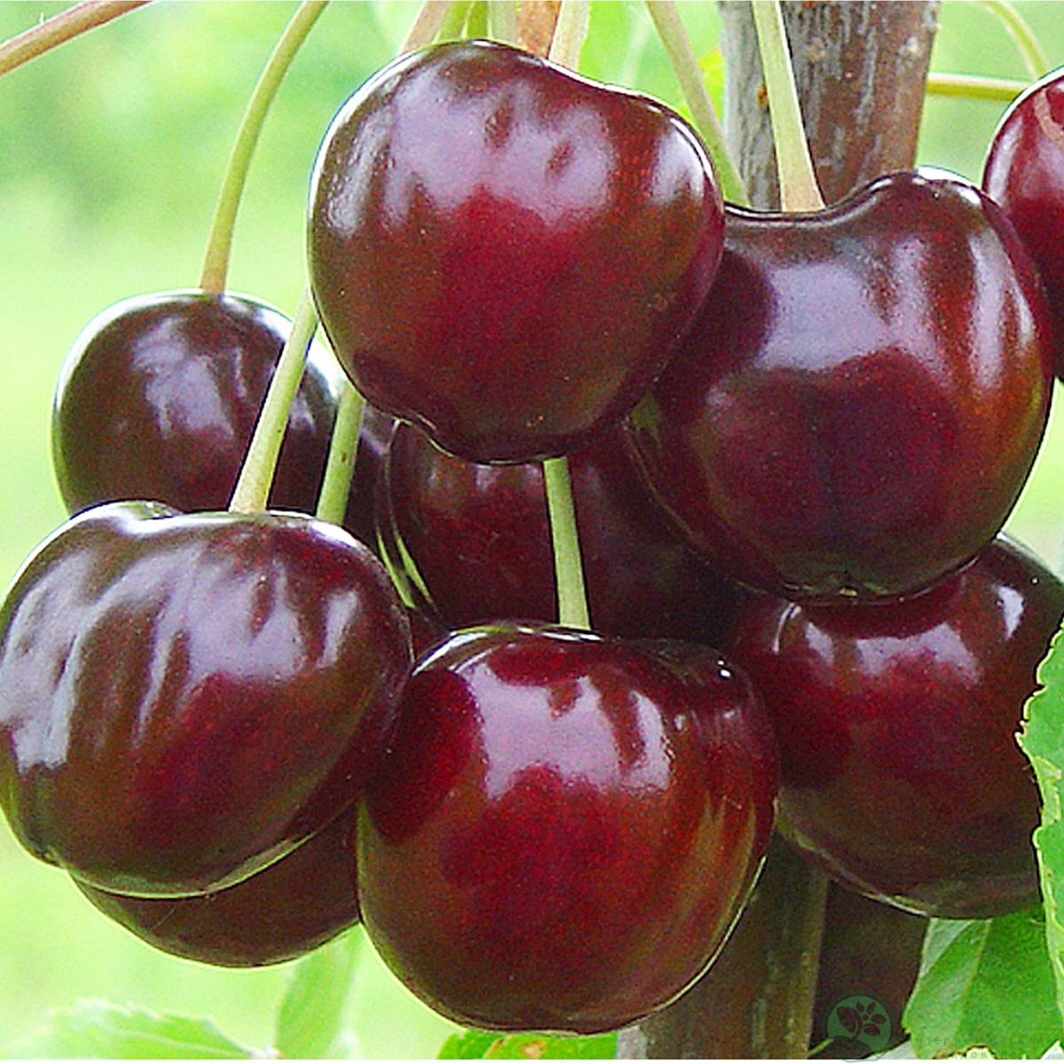 картинка Вишня Молодежная 