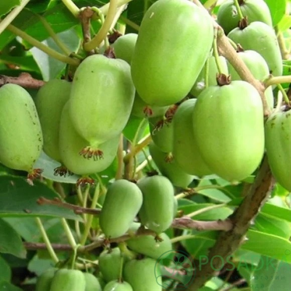 картинка Актинидия коломикта Сентябрьска 