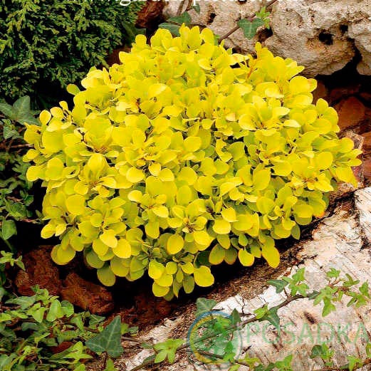 картинка Барбарис тунберга Tiny Gold (Тини Голд) 