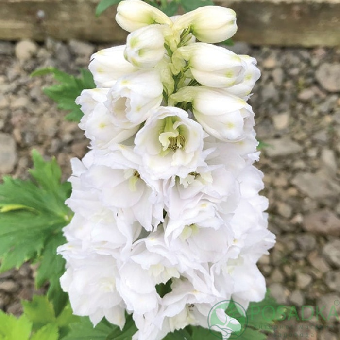 картинка Дельфиниум Magic Fountains Pure White С2 